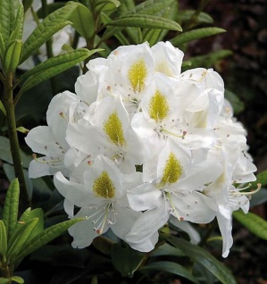 Großblumige Rhododendron Madame Masson 30-40cm - Alpenrose