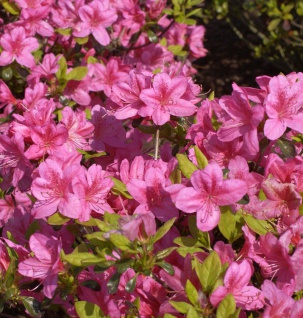 Japanische Azalee Rosalind 20-25cm - Rhododendron obtusum - Zwerg Alpenrose
