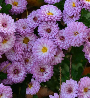 Winteraster Ceddie Mason - Chrysanthemum hortorum