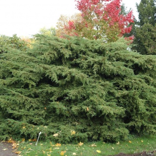 Pfitzerwacholder Pfitzeriana 20-30cm - Juniperus media
