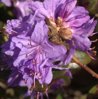 Kriech und Zwerg Rhododendron 10-15cm - Rhododendron radistrotum