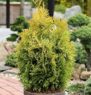 Lebensbaum Golden Smaragd 40-60cm Thuja occidentalis
