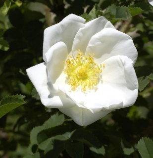 Pimpernell Rose 30-40cm - Rosa pimpinellifolia