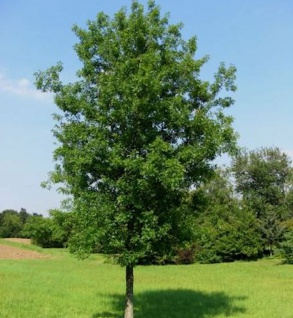 Säulenförmige Sumpf Eiche 100-125cm - Quercus palustris