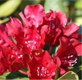 Rhododendron Carmen 25-30cm - Rhododendron repens - Zwerg Alpenrose