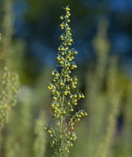 Römischer Wermut - Artemisia pontica
