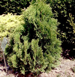 Lebensbaum Miky 10-15cm - Thuja occidentalis