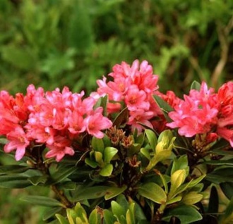 Japanische Azalee Little Red 20-25cm - Rhododendron obtusum - Zwerg Alpenrose