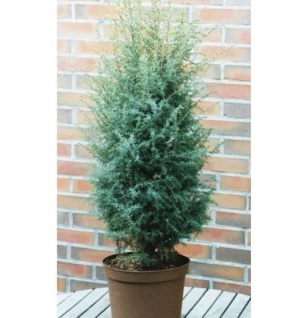 Heidewacholder Excelsa 100-125cm - Juniperus communis