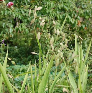 Breitährengras - großer Topf - Uniola latifolia