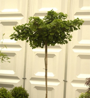 Hochstamm Kugel Fächerblattbaum 30-40cm - Ginkgo biloba