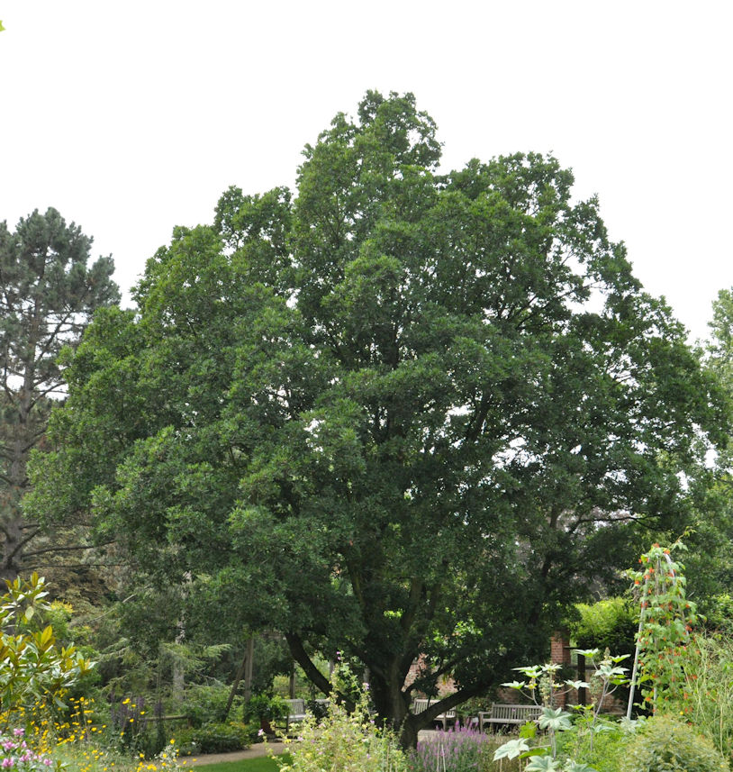 Wintergrüne Eiche 100-125cm - Quercus turneri