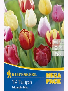 Mega-Pack Tulpen Triumph-Mix