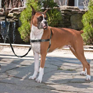 Testartikel PetSafe Hundegeschirr Anti Zug Hunde Geschirr Brustgeschirr Hundeleine XS-XL 2