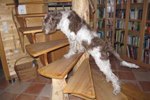 Rutsch Schutz Stufenmatten 15cm breit transp. gummiert selbstklebend Hundesocken - Vorschau 3