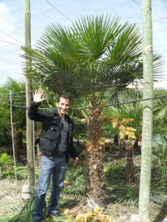 Palme Trachycarpus fortunei Höhe 350cm Winterhart-19 Grad Hanfpalme aus Spanien