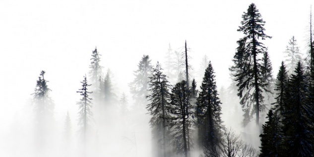 Wald Bäume Nebel Schwarz Weiß Natur Tasse T2220 - Vorschau 2