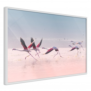 Poster - Flamingos Breaking into a Flight 60x40 cm