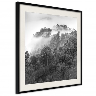 Poster - Foggy Forest 50x50 cm