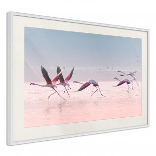 Poster - Flamingos Breaking into a Flight 30x20 cm
